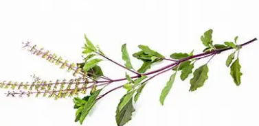 Tulsi Basil Plant Seed